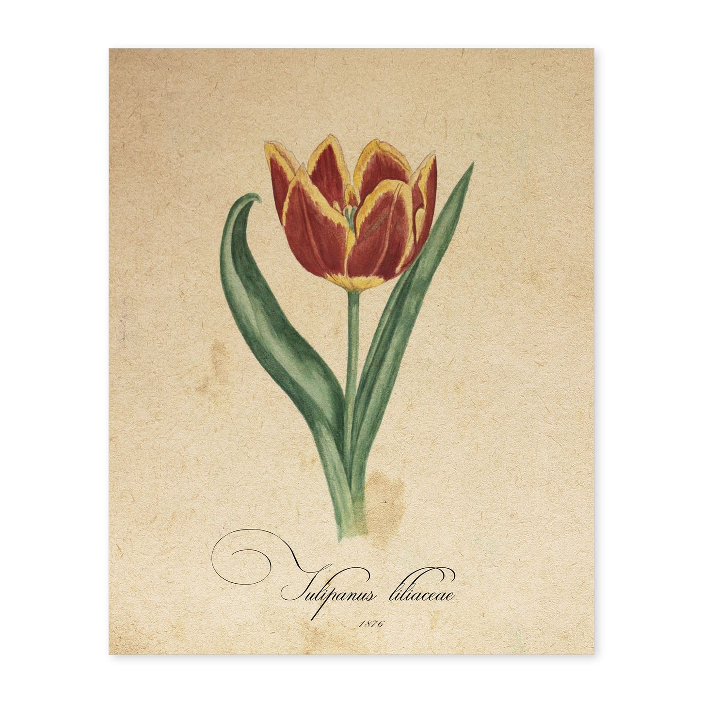 Poster de flores vintage. Lámina Liliaceae tulip con diseño vintage.-Artwork-Nacnic-A4-Sin marco-Nacnic Estudio SL