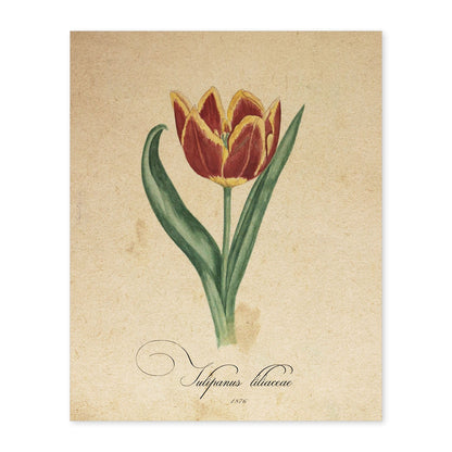 Poster de flores vintage. Lámina Liliaceae tulip con diseño vintage.-Artwork-Nacnic-A4-Sin marco-Nacnic Estudio SL