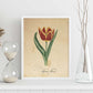 Poster de flores vintage. Lámina Liliaceae tulip con diseño vintage.-Artwork-Nacnic-Nacnic Estudio SL