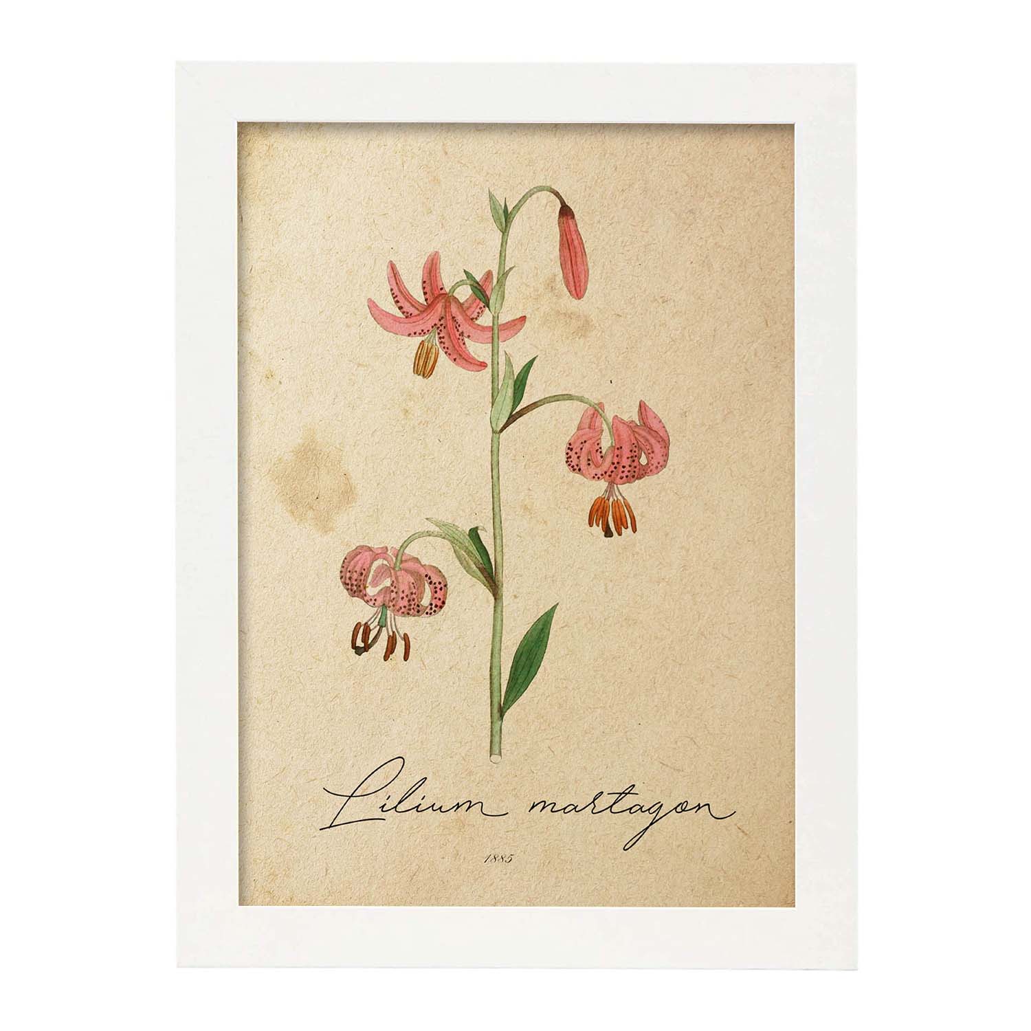 Poster de flores vintage. Lámina Lilium asiatic con diseño vintage.-Artwork-Nacnic-A3-Marco Blanco-Nacnic Estudio SL