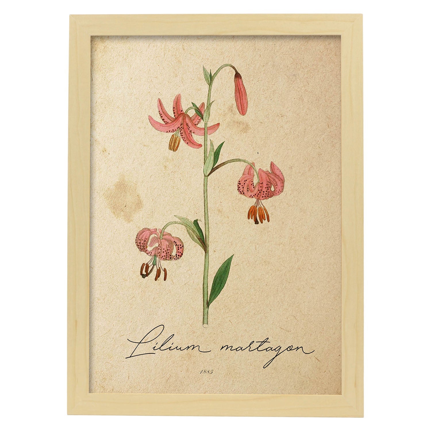 Poster de flores vintage. Lámina Lilium asiatic con diseño vintage.-Artwork-Nacnic-A3-Marco Madera clara-Nacnic Estudio SL