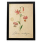 Poster de flores vintage. Lámina Lilium asiatic con diseño vintage.-Artwork-Nacnic-A3-Marco Negro-Nacnic Estudio SL