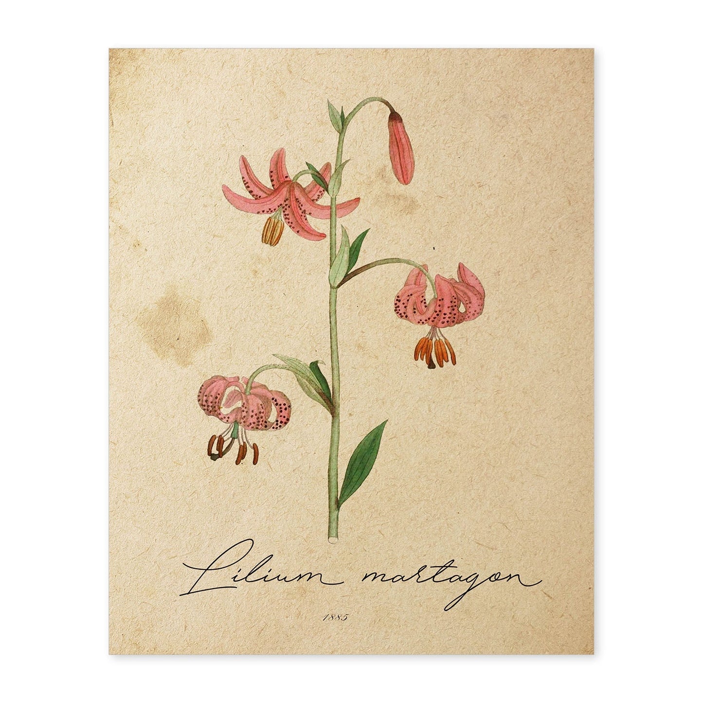 Poster de flores vintage. Lámina Lilium asiatic con diseño vintage.-Artwork-Nacnic-A4-Sin marco-Nacnic Estudio SL