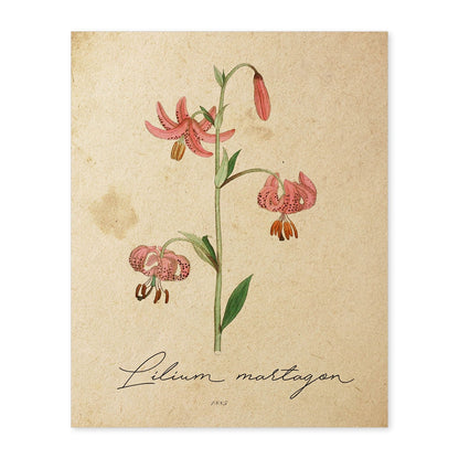 Poster de flores vintage. Lámina Lilium asiatic con diseño vintage.-Artwork-Nacnic-A4-Sin marco-Nacnic Estudio SL