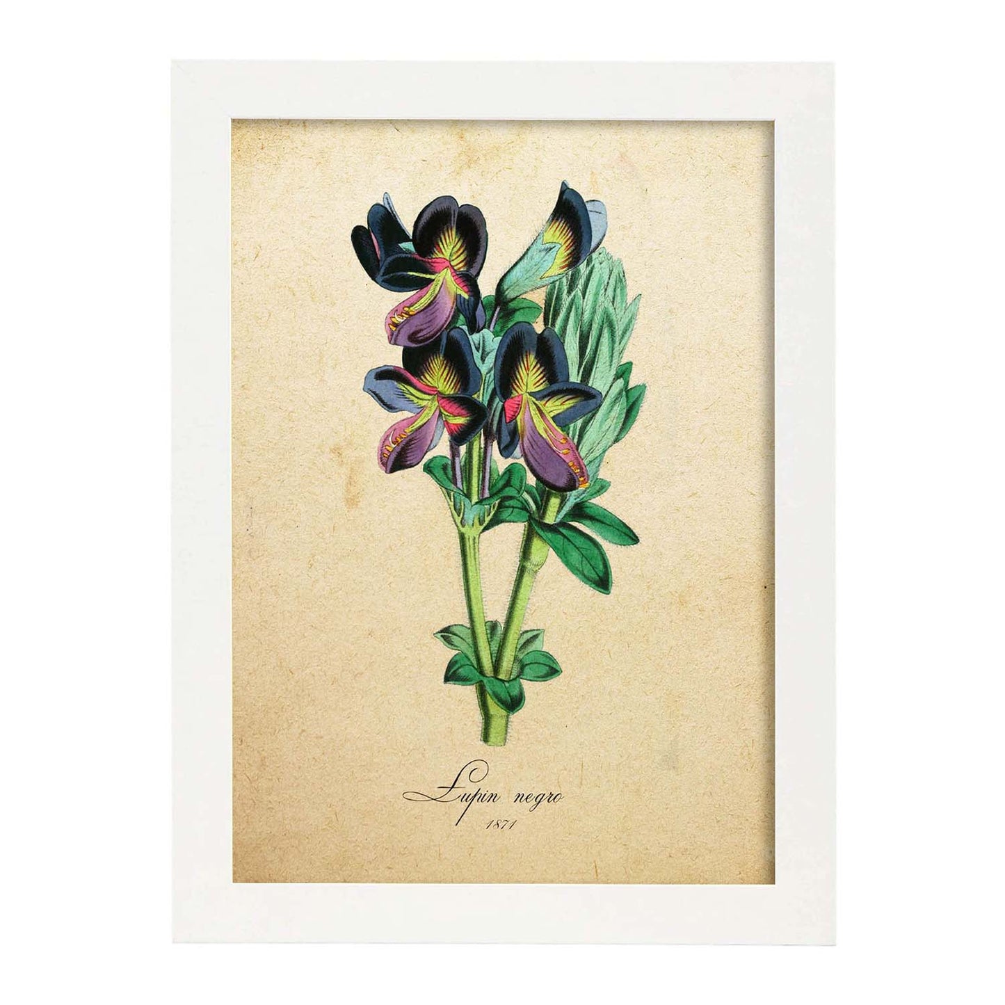 Poster de flores vintage. Lámina lupin negro con diseño vintage.-Artwork-Nacnic-A3-Marco Blanco-Nacnic Estudio SL
