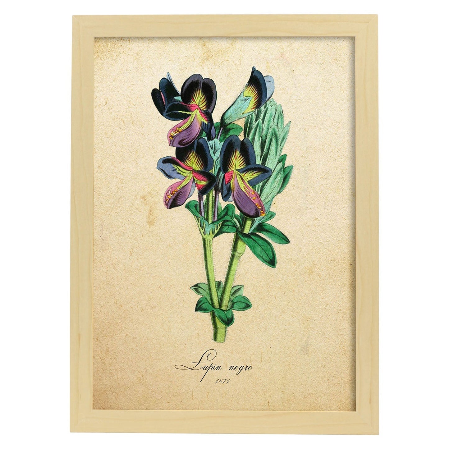 Poster de flores vintage. Lámina lupin negro con diseño vintage.-Artwork-Nacnic-A3-Marco Madera clara-Nacnic Estudio SL