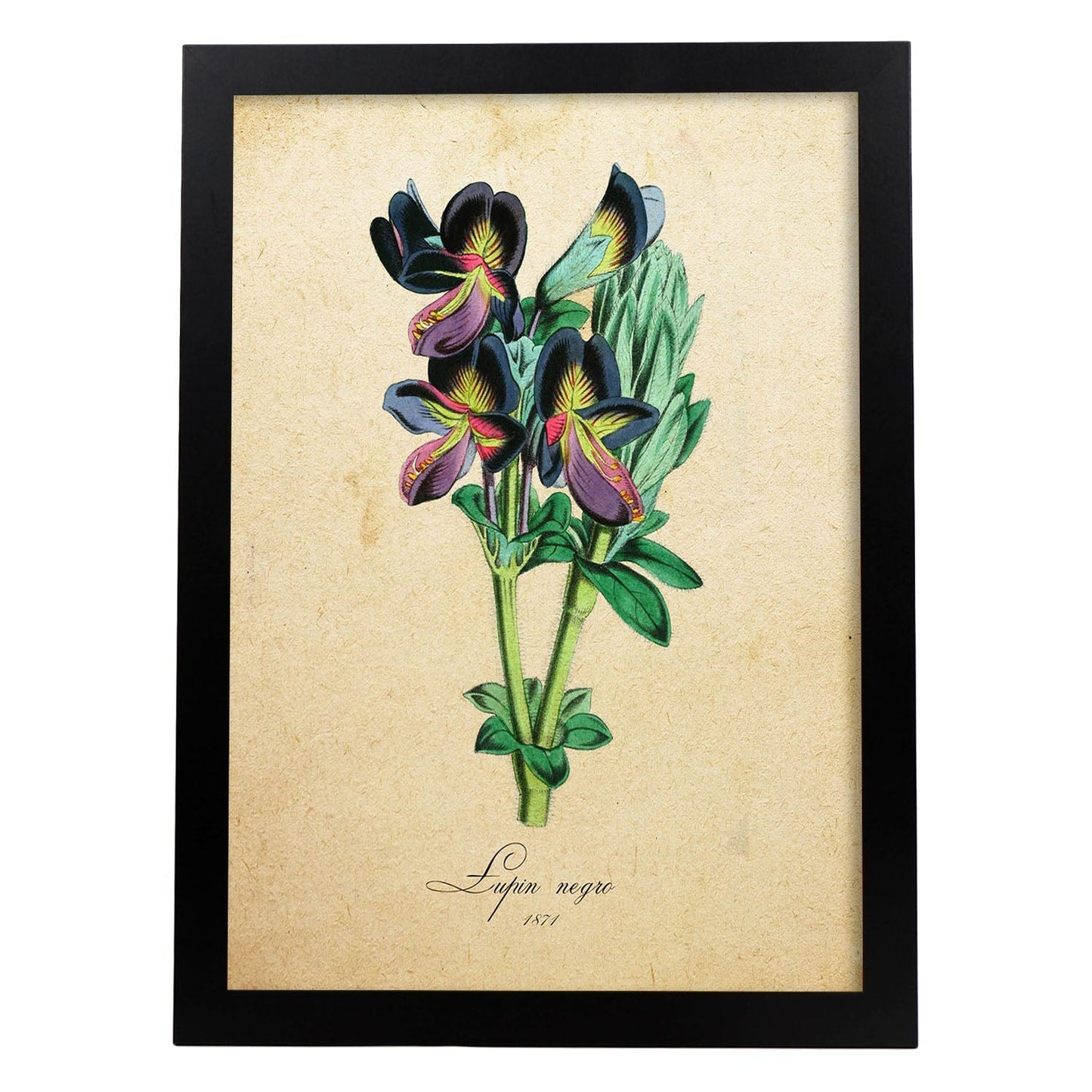 Poster de flores vintage. Lámina lupin negro con diseño vintage.-Artwork-Nacnic-A3-Marco Negro-Nacnic Estudio SL