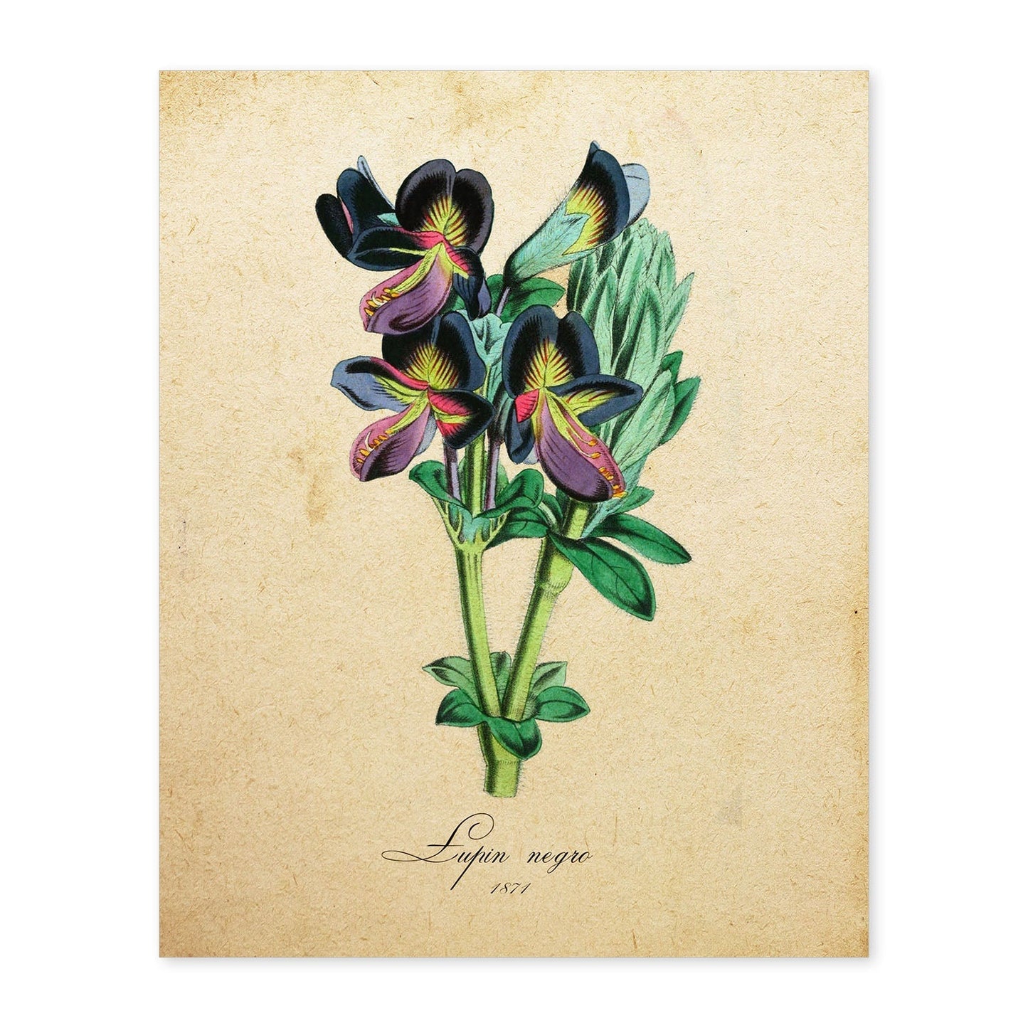 Poster de flores vintage. Lámina lupin negro con diseño vintage.-Artwork-Nacnic-A4-Sin marco-Nacnic Estudio SL