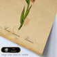 Poster de flores vintage. Lámina Orchidaceae pink con diseño vintage.-Artwork-Nacnic-Nacnic Estudio SL