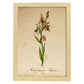 Poster de flores vintage. Lámina Orchidaceae pink con diseño vintage.-Artwork-Nacnic-A3-Marco Madera clara-Nacnic Estudio SL