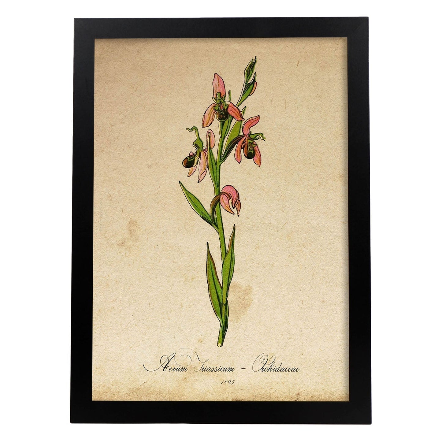Poster de flores vintage. Lámina Orchidaceae pink con diseño vintage.-Artwork-Nacnic-A3-Marco Negro-Nacnic Estudio SL