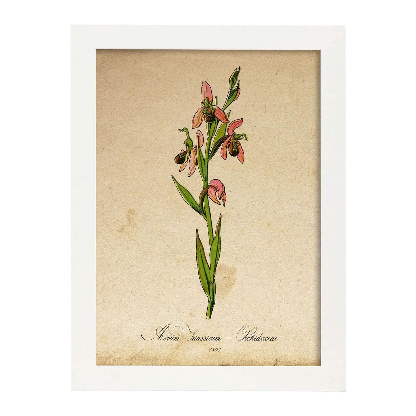 Poster de flores vintage. Lámina Orchidaceae pink con diseño vintage.-Artwork-Nacnic-A4-Marco Blanco-Nacnic Estudio SL