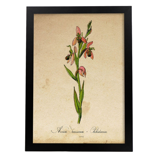 Poster de flores vintage. Lámina Orchidaceae pink con diseño vintage.-Artwork-Nacnic-A4-Marco Negro-Nacnic Estudio SL