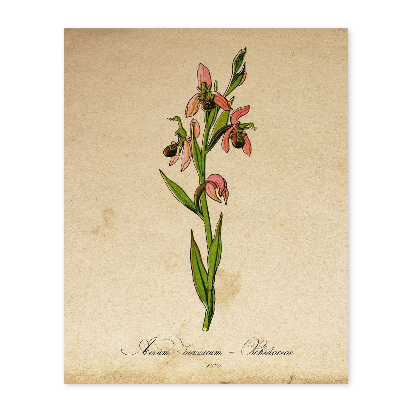 Poster de flores vintage. Lámina Orchidaceae pink con diseño vintage.-Artwork-Nacnic-A4-Sin marco-Nacnic Estudio SL