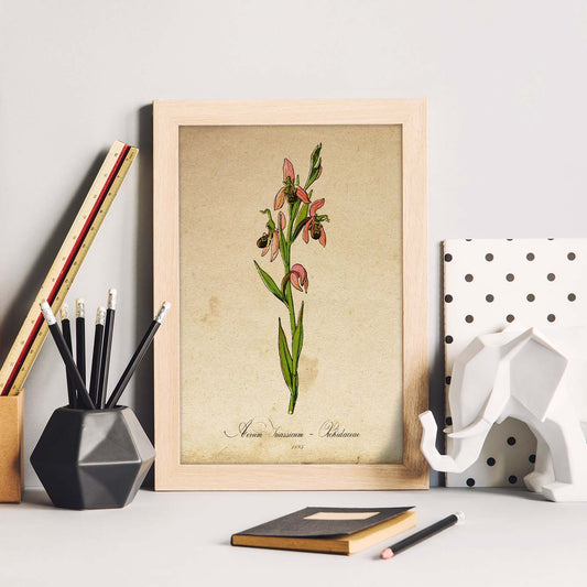 Poster de flores vintage. Lámina Orchidaceae pink con diseño vintage.-Artwork-Nacnic-Nacnic Estudio SL
