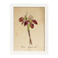 Poster de flores vintage. Lámina Orchidaceae yellow 2 con diseño vintage.-Artwork-Nacnic-A3-Marco Blanco-Nacnic Estudio SL