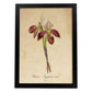 Poster de flores vintage. Lámina Orchidaceae yellow 2 con diseño vintage.-Artwork-Nacnic-A4-Marco Negro-Nacnic Estudio SL