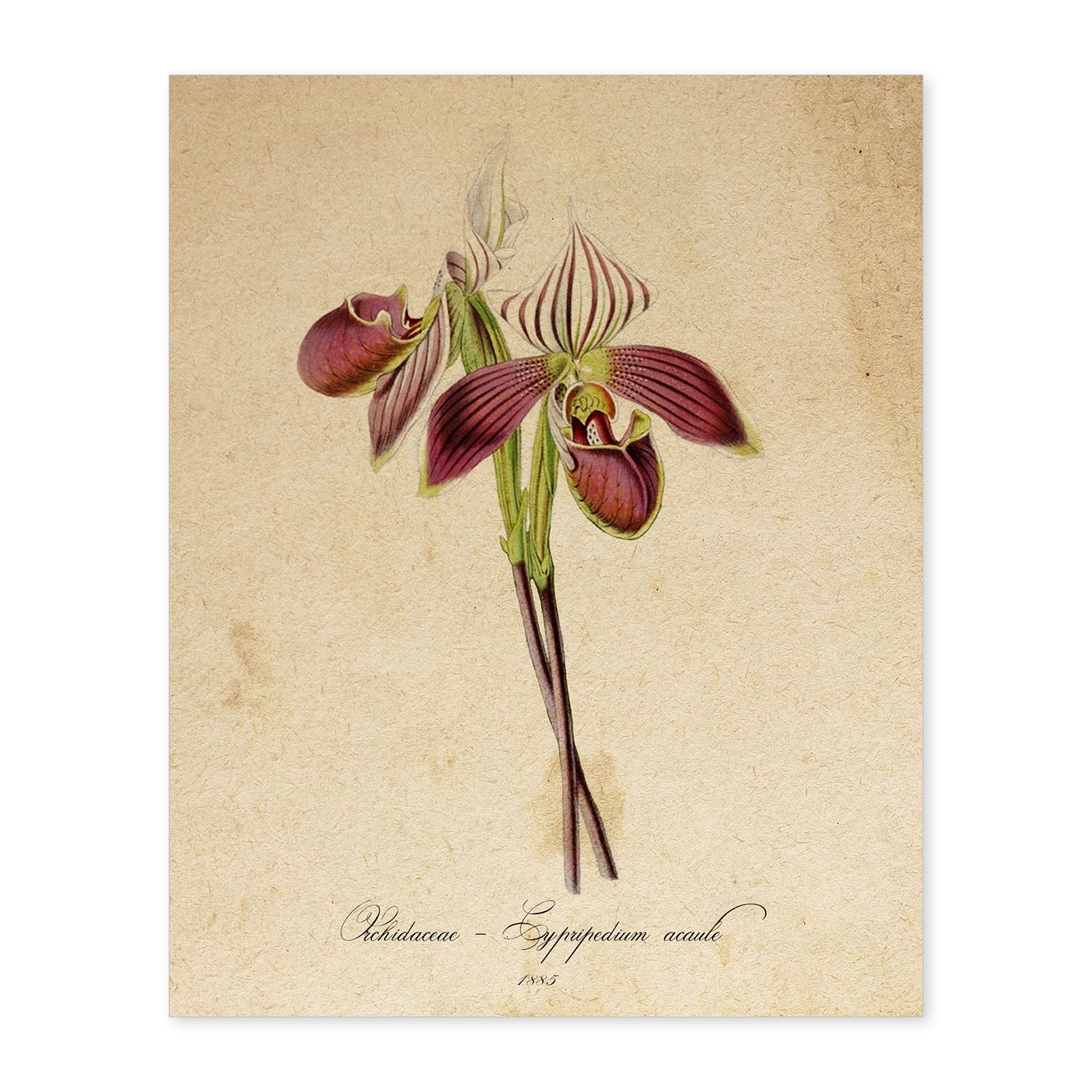 Poster de flores vintage. Lámina Orchidaceae yellow 2 con diseño vintage.-Artwork-Nacnic-A4-Sin marco-Nacnic Estudio SL