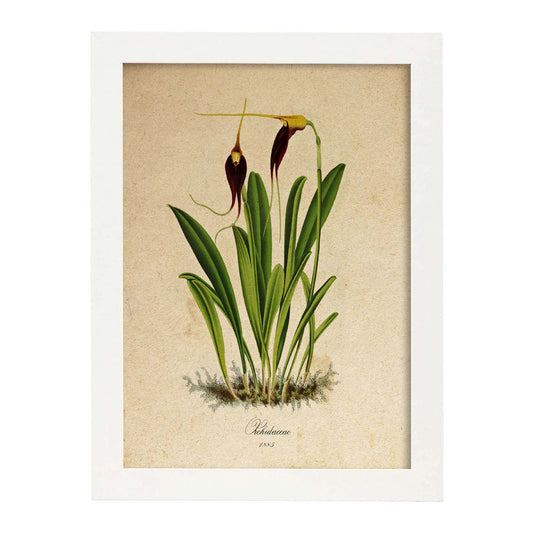 Poster de flores vintage. Lámina Orchidaceae yellow and purple con diseño vintage.-Artwork-Nacnic-A4-Marco Blanco-Nacnic Estudio SL