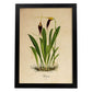 Poster de flores vintage. Lámina Orchidaceae yellow and purple con diseño vintage.-Artwork-Nacnic-A4-Marco Negro-Nacnic Estudio SL