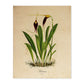 Poster de flores vintage. Lámina Orchidaceae yellow and purple con diseño vintage.-Artwork-Nacnic-A4-Sin marco-Nacnic Estudio SL