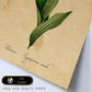 Poster de flores vintage. Lámina Orchidaceae yellow con diseño vintage.-Artwork-Nacnic-Nacnic Estudio SL