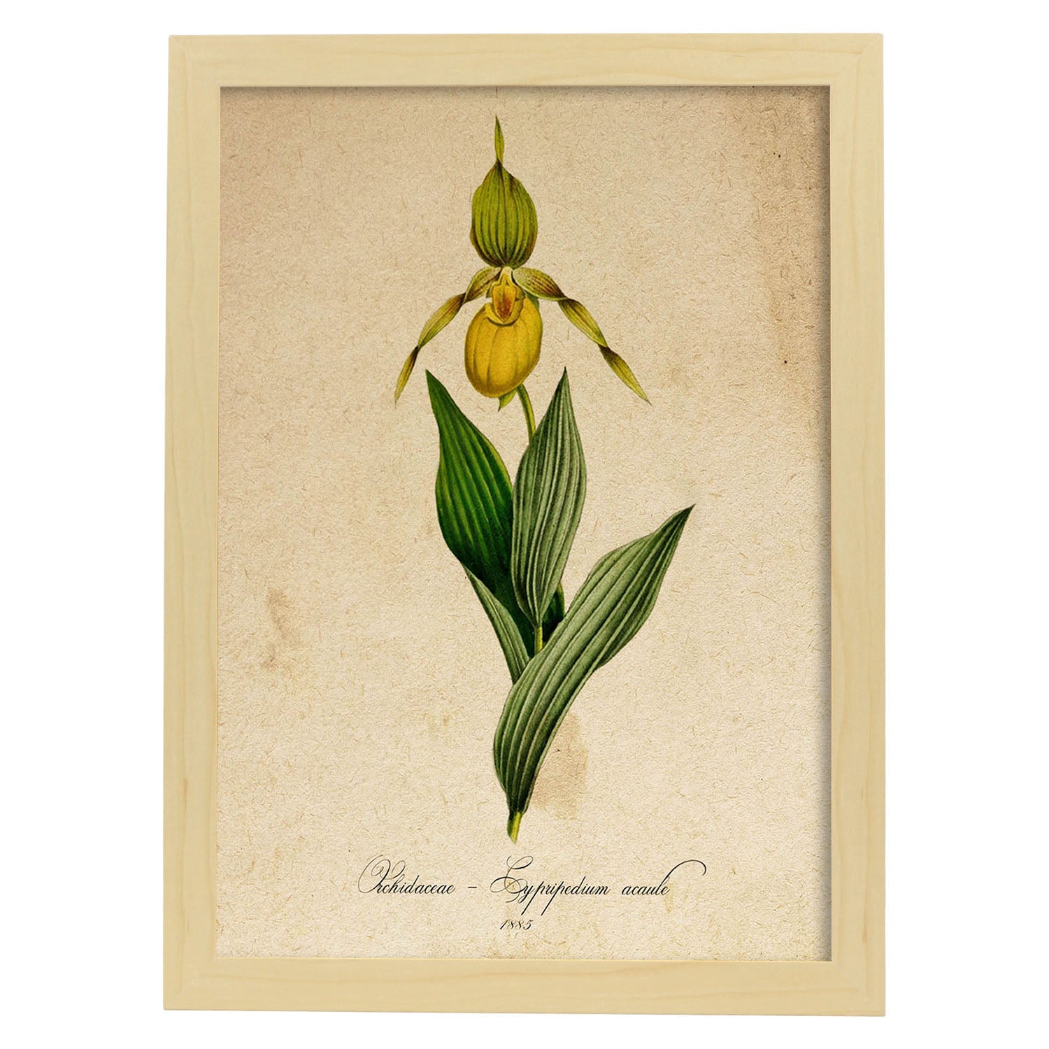 Poster de flores vintage. Lámina Orchidaceae yellow con diseño vintage.-Artwork-Nacnic-A3-Marco Madera clara-Nacnic Estudio SL