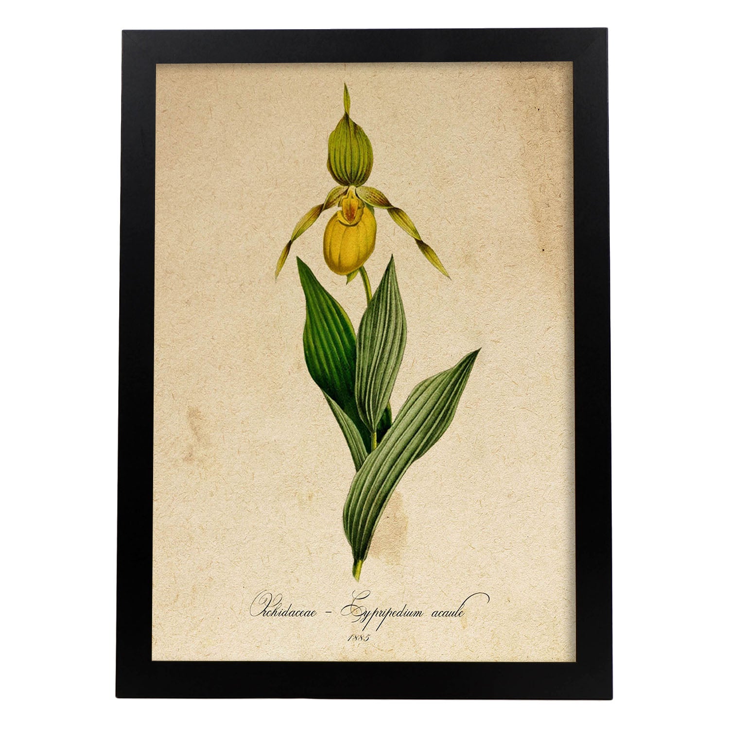 Poster de flores vintage. Lámina Orchidaceae yellow con diseño vintage.-Artwork-Nacnic-A3-Marco Negro-Nacnic Estudio SL