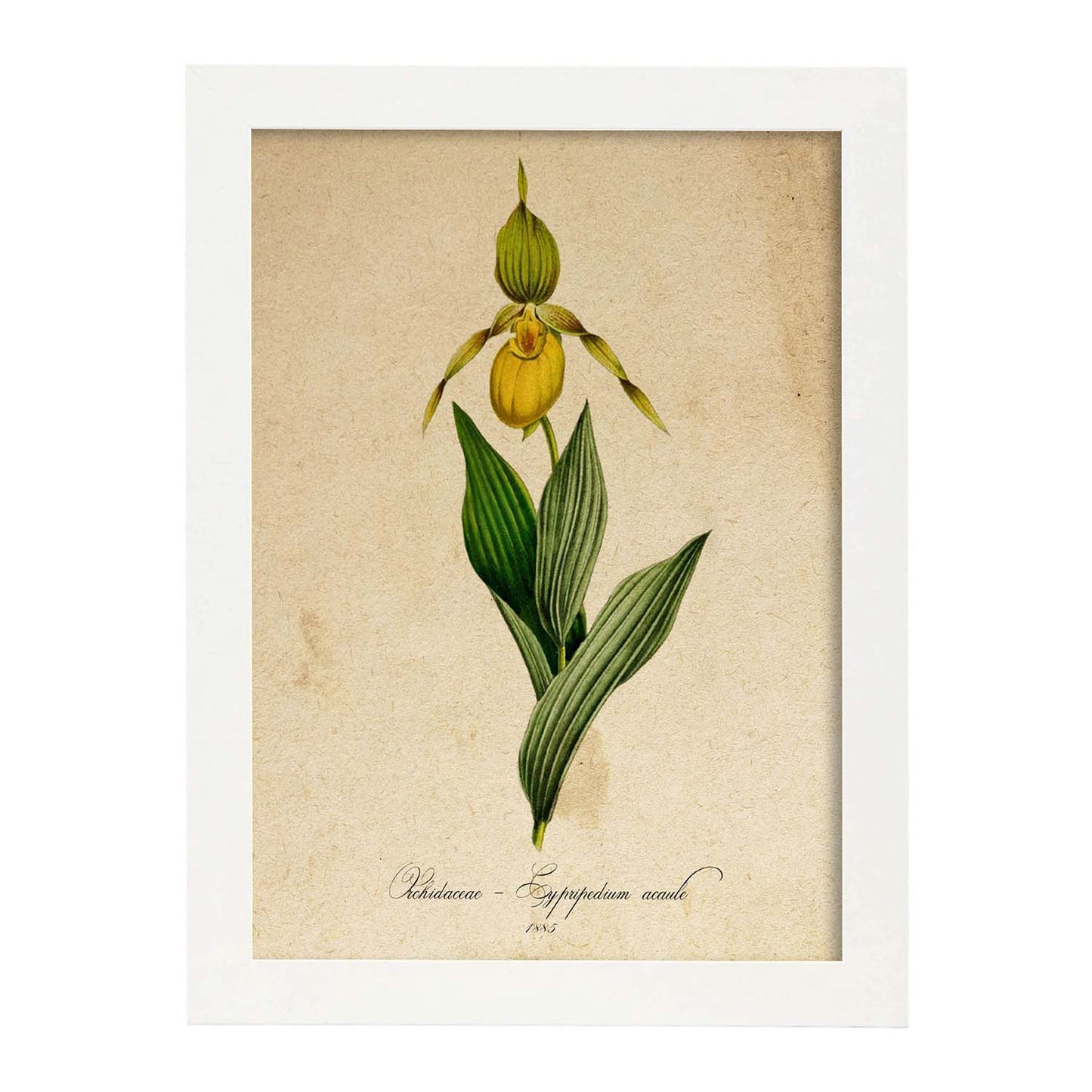 Poster de flores vintage. Lámina Orchidaceae yellow con diseño vintage.-Artwork-Nacnic-A4-Marco Blanco-Nacnic Estudio SL