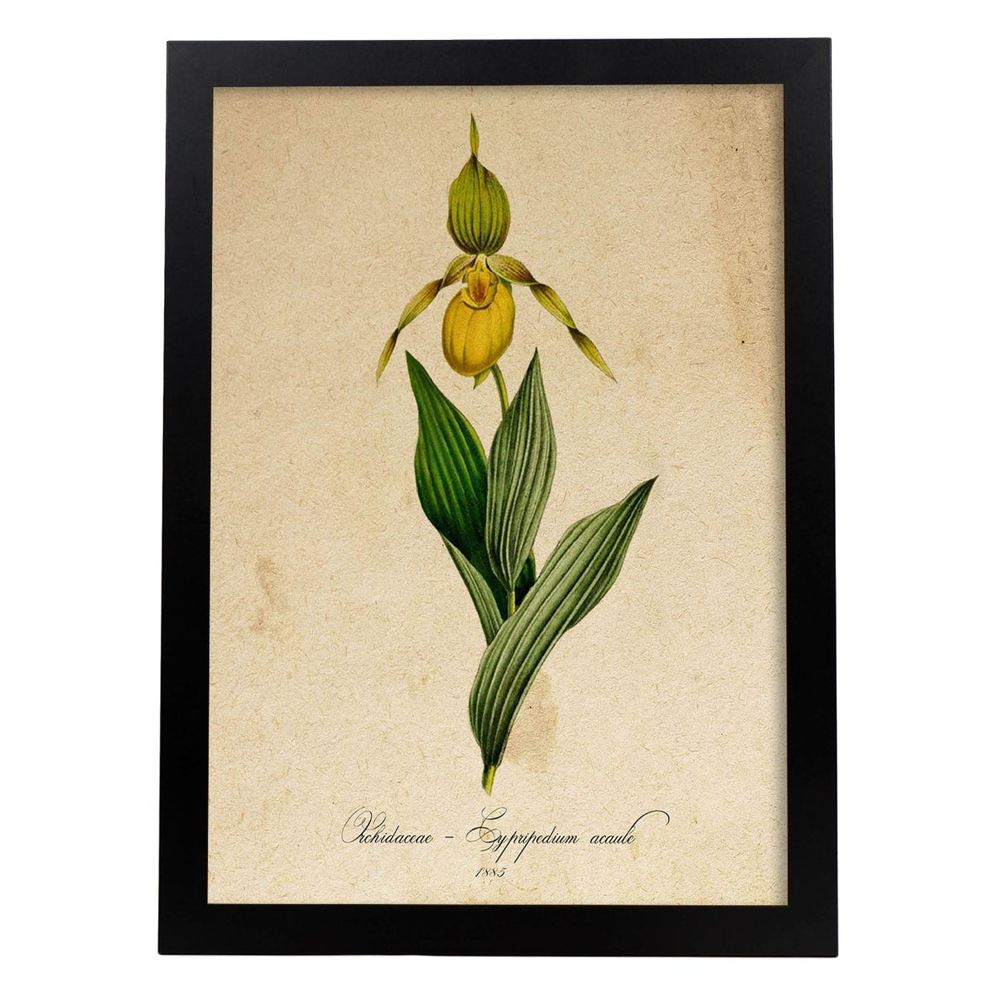 Poster de flores vintage. Lámina Orchidaceae yellow con diseño vintage.-Artwork-Nacnic-A4-Marco Negro-Nacnic Estudio SL