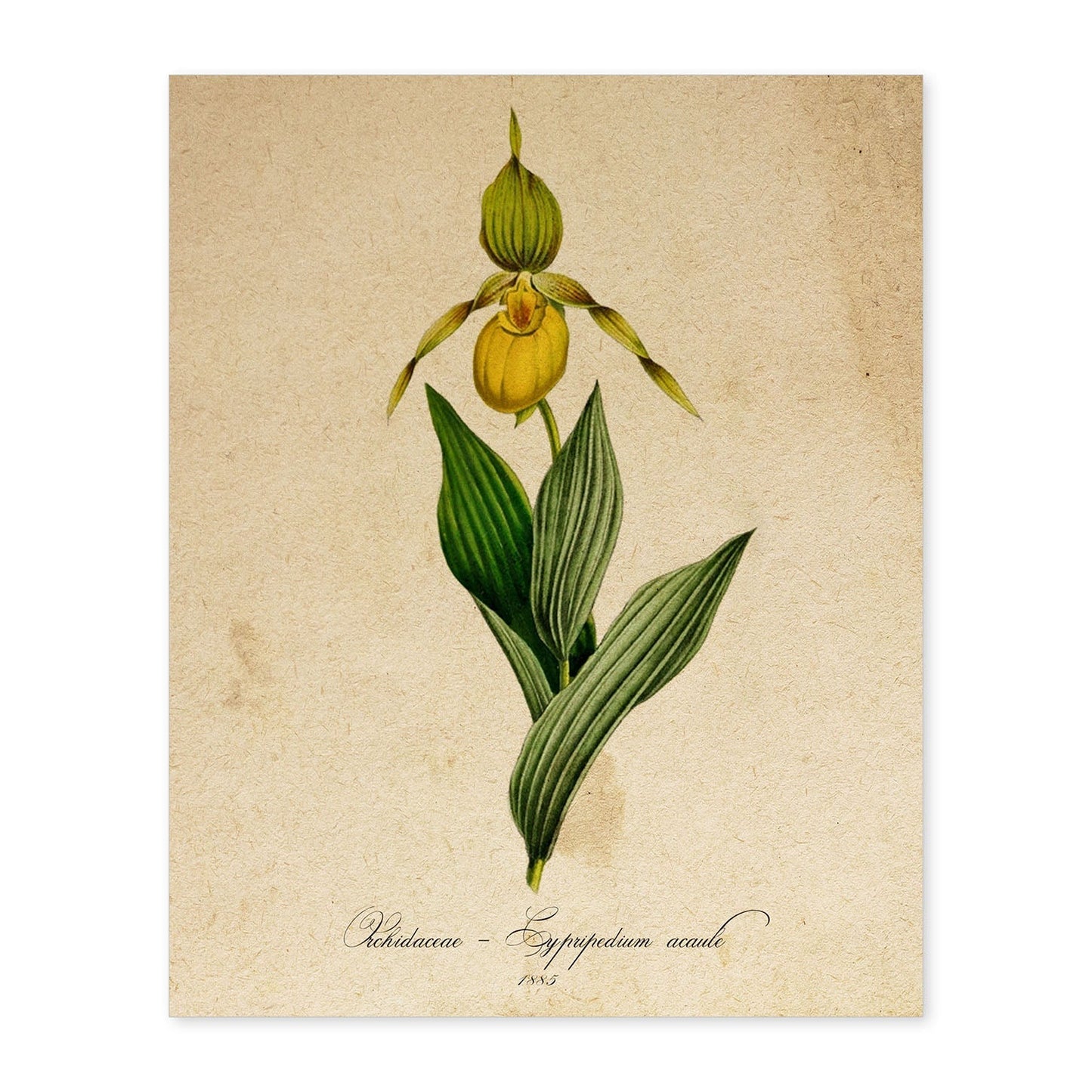 Poster de flores vintage. Lámina Orchidaceae yellow con diseño vintage.-Artwork-Nacnic-A4-Sin marco-Nacnic Estudio SL