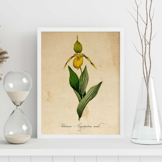 Poster de flores vintage. Lámina Orchidaceae yellow con diseño vintage.-Artwork-Nacnic-Nacnic Estudio SL