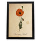 Poster de flores vintage. Lámina Papaver somniferum con diseño vintage.-Artwork-Nacnic-A3-Marco Negro-Nacnic Estudio SL