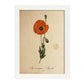 Poster de flores vintage. Lámina Papaver somniferum con diseño vintage.-Artwork-Nacnic-A4-Marco Blanco-Nacnic Estudio SL