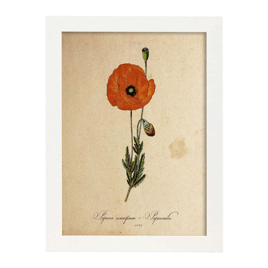 Poster de flores vintage. Lámina Papaver somniferum con diseño vintage.-Artwork-Nacnic-A4-Marco Blanco-Nacnic Estudio SL