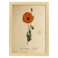 Poster de flores vintage. Lámina Papaver somniferum con diseño vintage.-Artwork-Nacnic-A4-Marco Madera clara-Nacnic Estudio SL