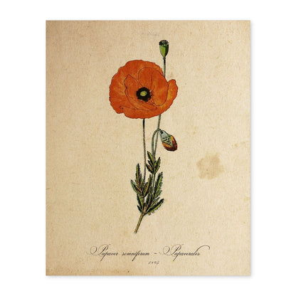 Poster de flores vintage. Lámina Papaver somniferum con diseño vintage.-Artwork-Nacnic-A4-Sin marco-Nacnic Estudio SL