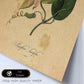 Poster de flores vintage. Lámina Passiflora con diseño vintage.-Artwork-Nacnic-Nacnic Estudio SL