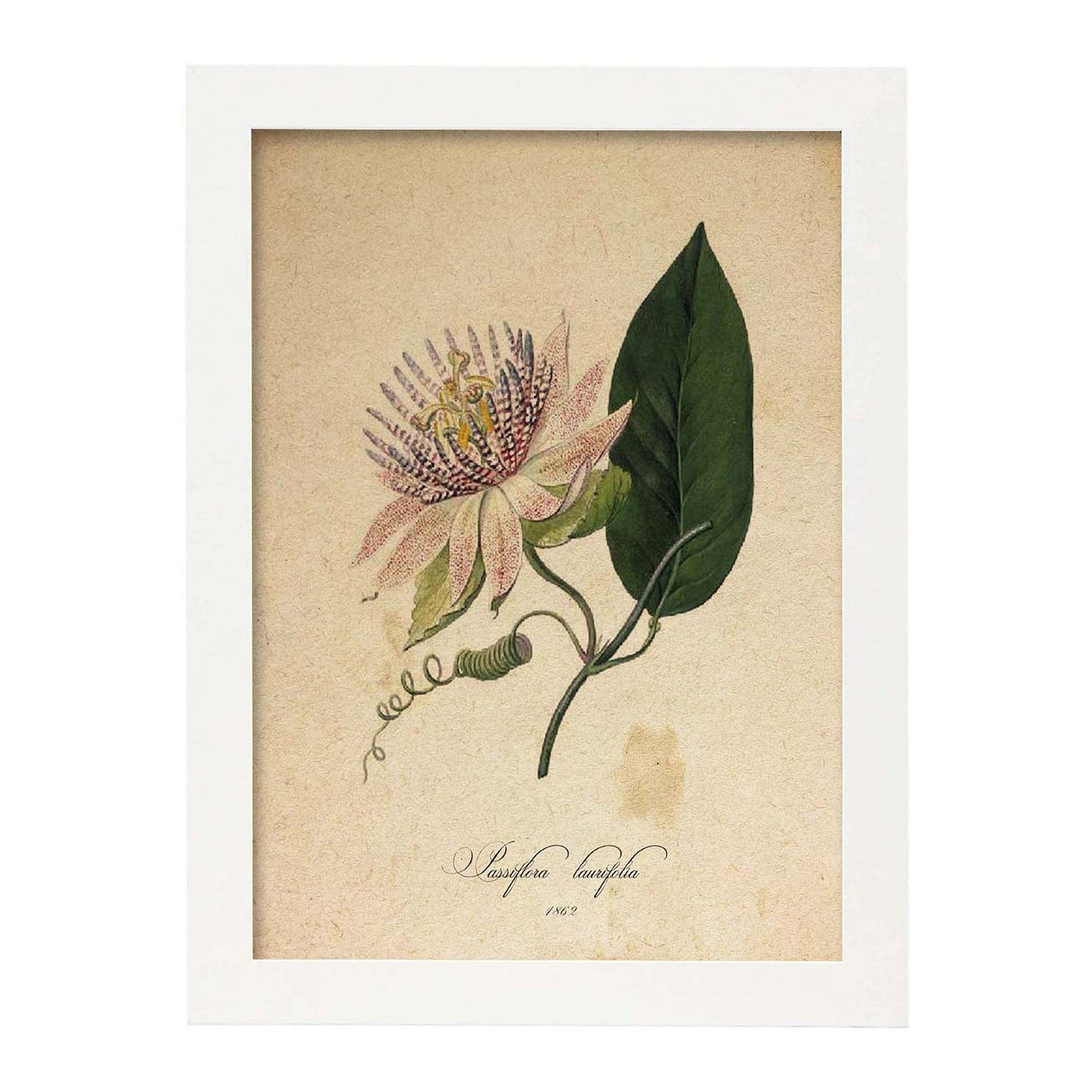 Poster de flores vintage. Lámina Passiflora con diseño vintage.-Artwork-Nacnic-A3-Marco Blanco-Nacnic Estudio SL