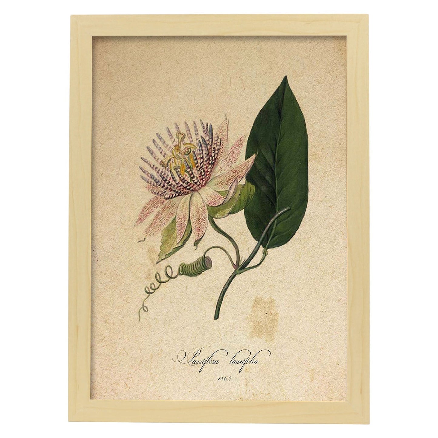 Poster de flores vintage. Lámina Passiflora con diseño vintage.-Artwork-Nacnic-A3-Marco Madera clara-Nacnic Estudio SL