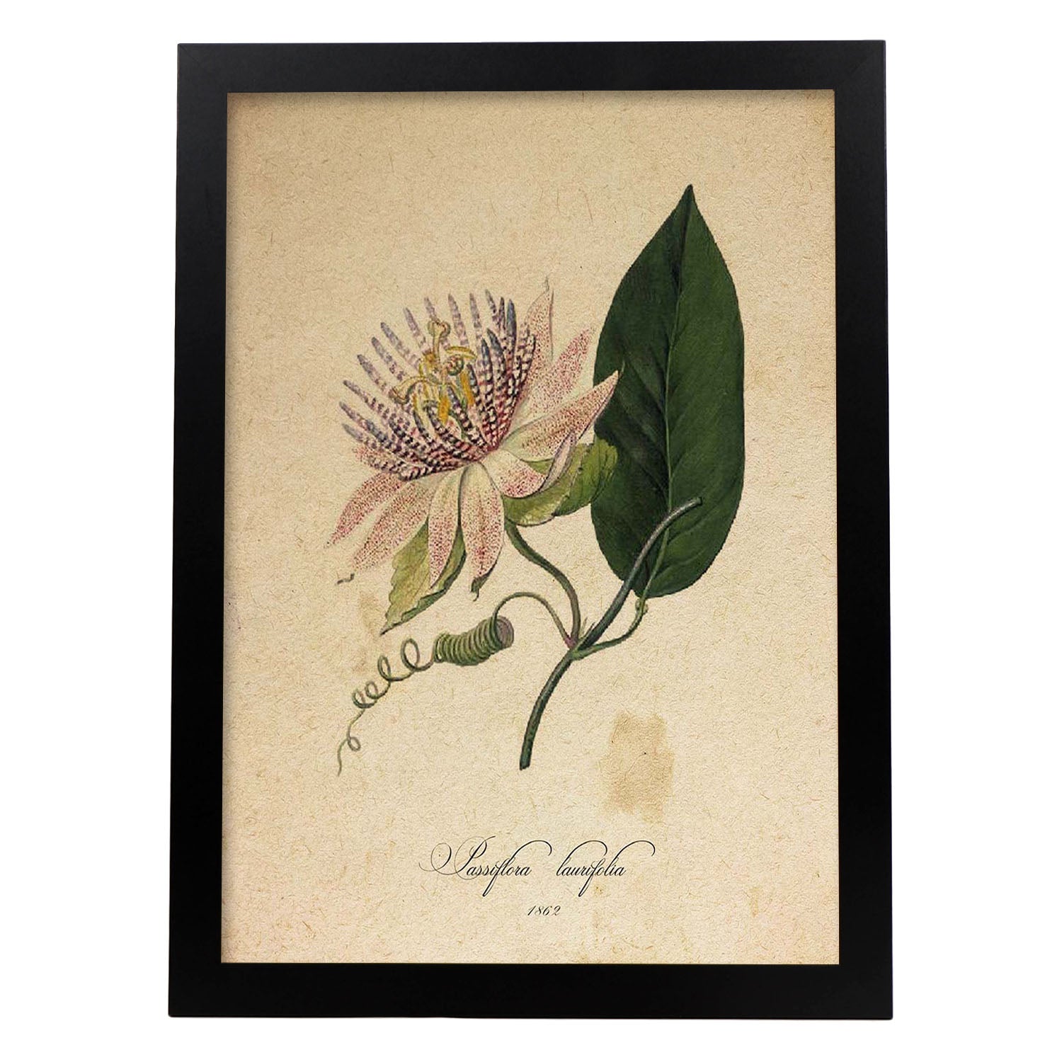 Poster de flores vintage. Lámina Passiflora con diseño vintage.-Artwork-Nacnic-A3-Marco Negro-Nacnic Estudio SL