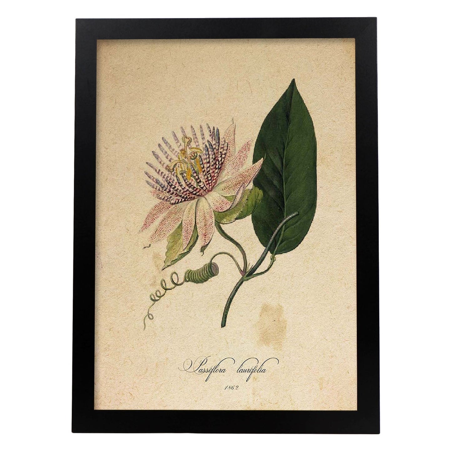 Poster de flores vintage. Lámina Passiflora con diseño vintage.-Artwork-Nacnic-A4-Marco Negro-Nacnic Estudio SL