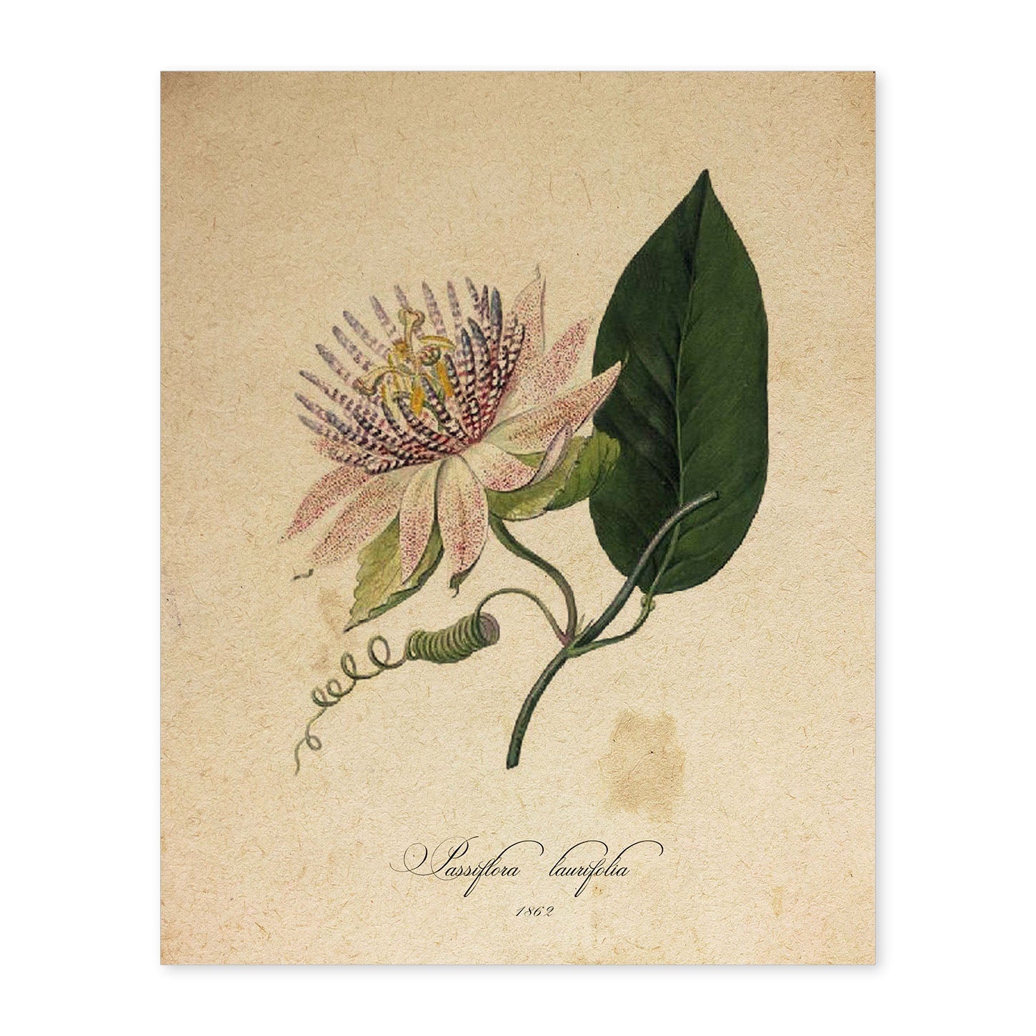 Poster de flores vintage. Lámina Passiflora con diseño vintage.-Artwork-Nacnic-A4-Sin marco-Nacnic Estudio SL