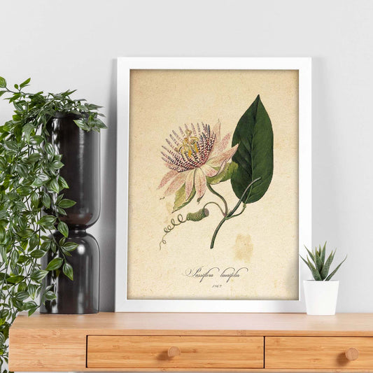 Poster de flores vintage. Lámina Passiflora con diseño vintage.-Artwork-Nacnic-Nacnic Estudio SL