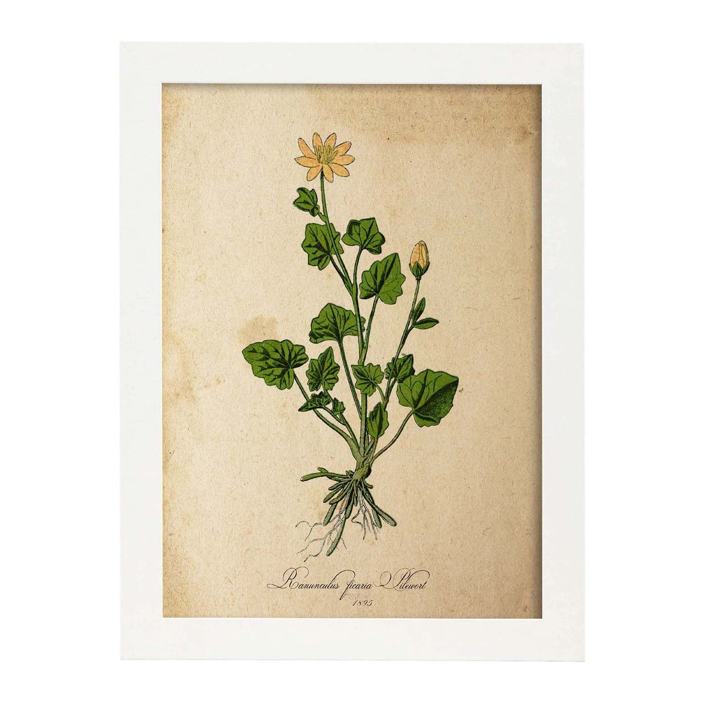Poster de flores vintage. Lámina Ranunculus ficaria con diseño vintage.-Artwork-Nacnic-A3-Marco Blanco-Nacnic Estudio SL