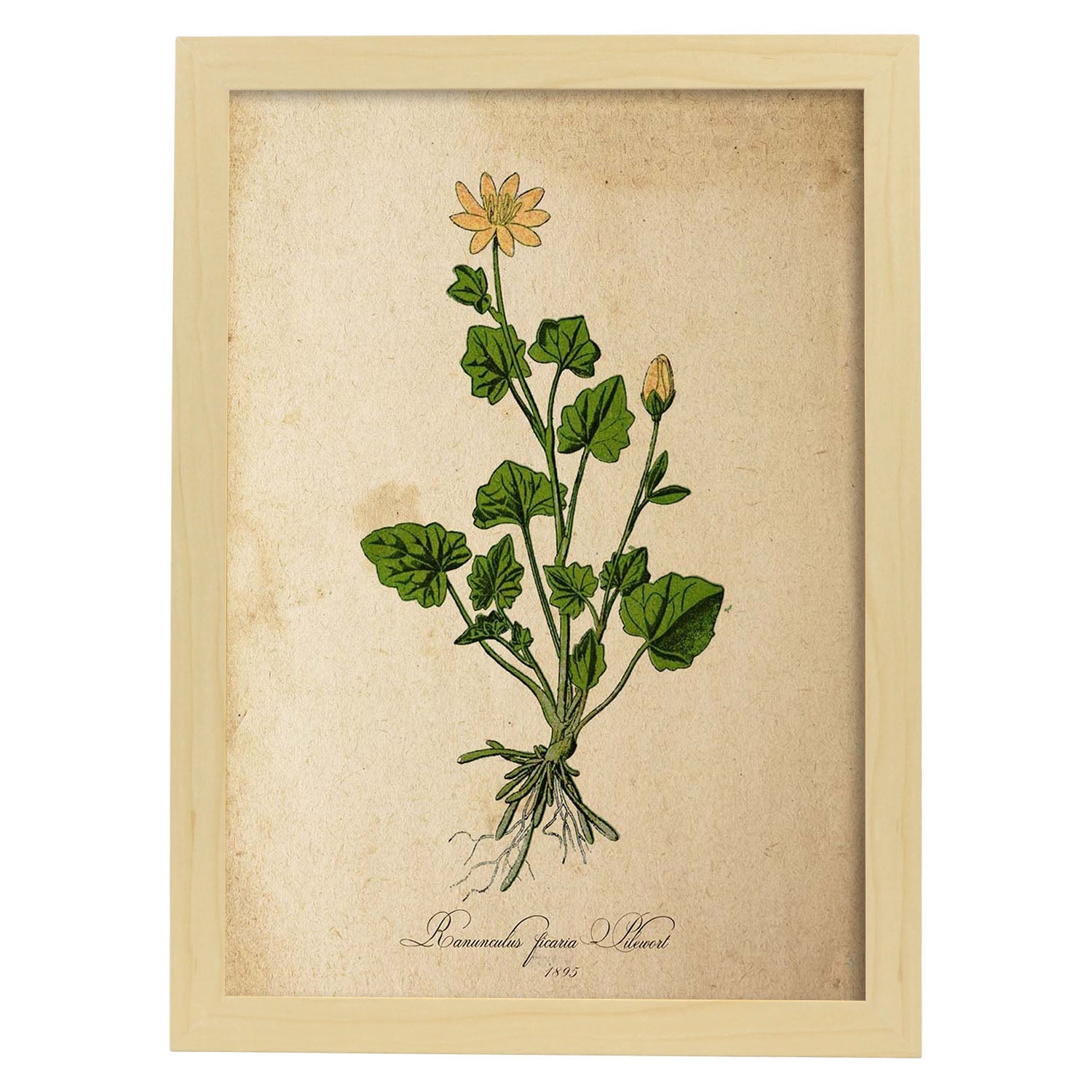 Poster de flores vintage. Lámina Ranunculus ficaria con diseño vintage.-Artwork-Nacnic-A3-Marco Madera clara-Nacnic Estudio SL