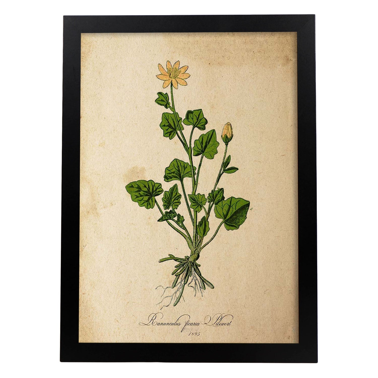 Poster de flores vintage. Lámina Ranunculus ficaria con diseño vintage.-Artwork-Nacnic-A3-Marco Negro-Nacnic Estudio SL