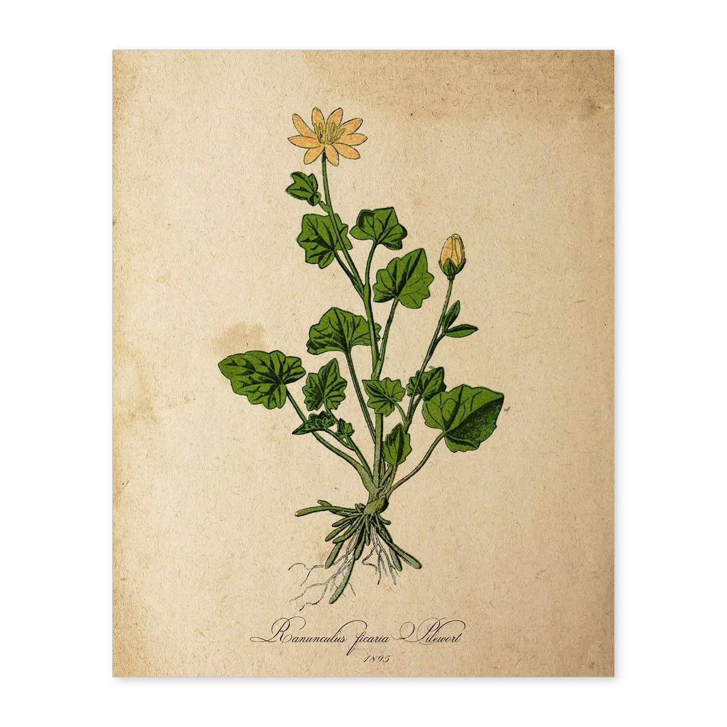 Poster de flores vintage. Lámina Ranunculus ficaria con diseño vintage.-Artwork-Nacnic-A4-Sin marco-Nacnic Estudio SL