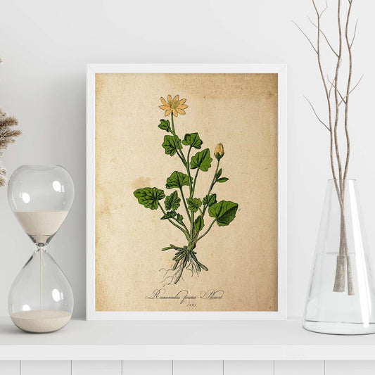 Poster de flores vintage. Lámina Ranunculus ficaria con diseño vintage.-Artwork-Nacnic-Nacnic Estudio SL