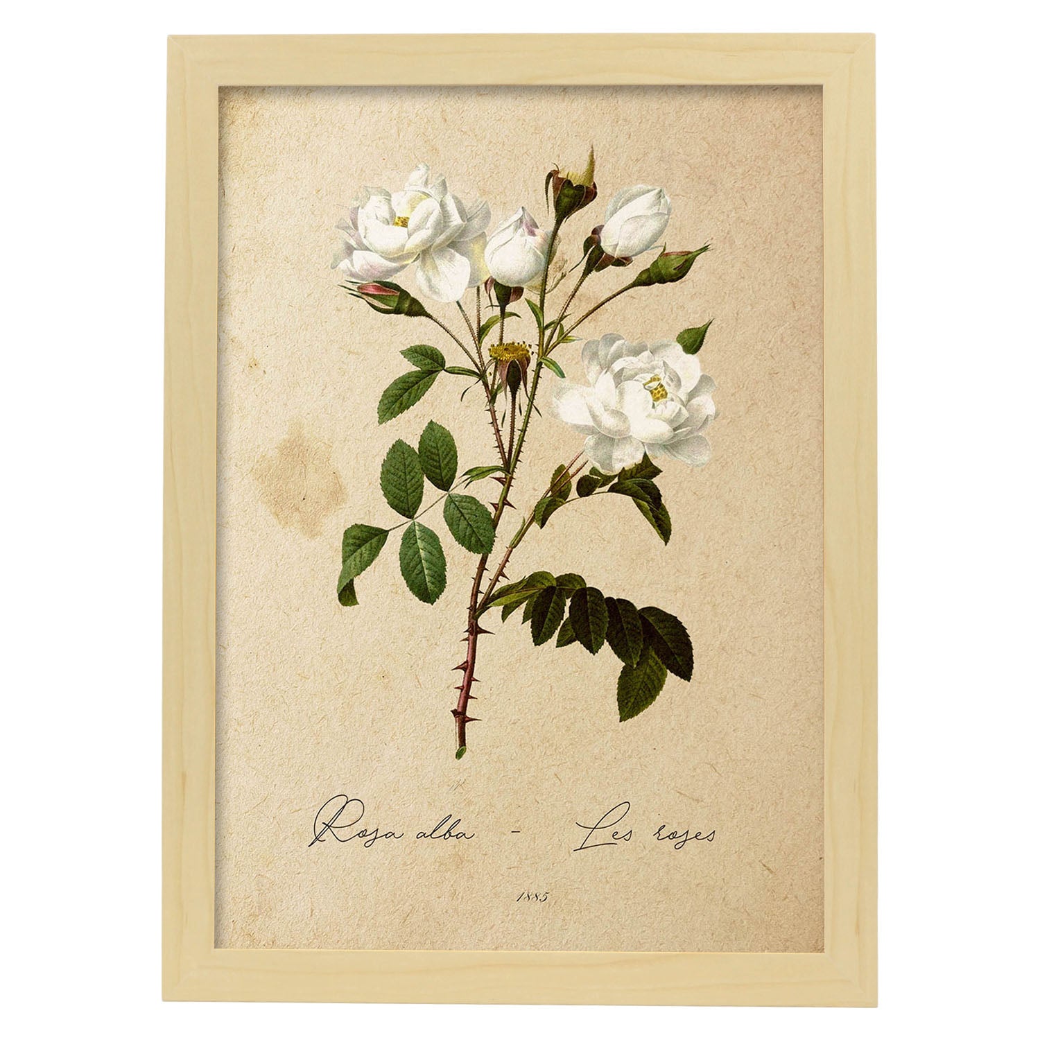Poster de flores vintage. Lámina Rosa alba con diseño vintage.-Artwork-Nacnic-A4-Marco Madera clara-Nacnic Estudio SL
